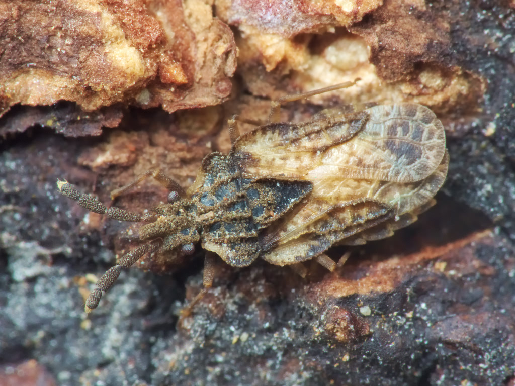 Aradus depressus (Fabricius, 1794)